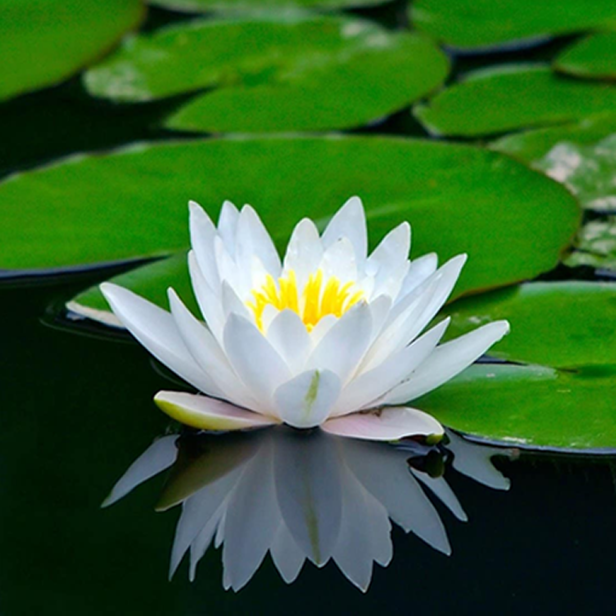 Flor-1