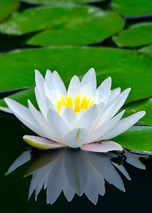 Flor-2